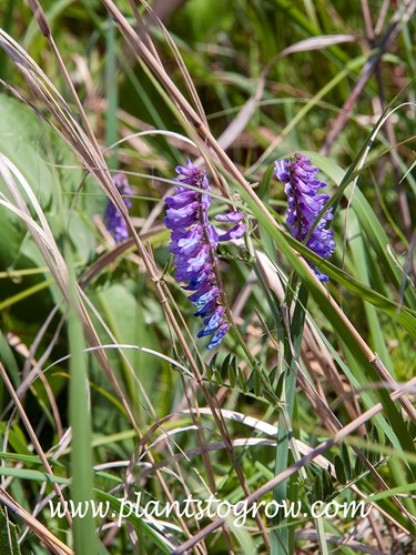 Hairy Vetch (Vicia villosa)